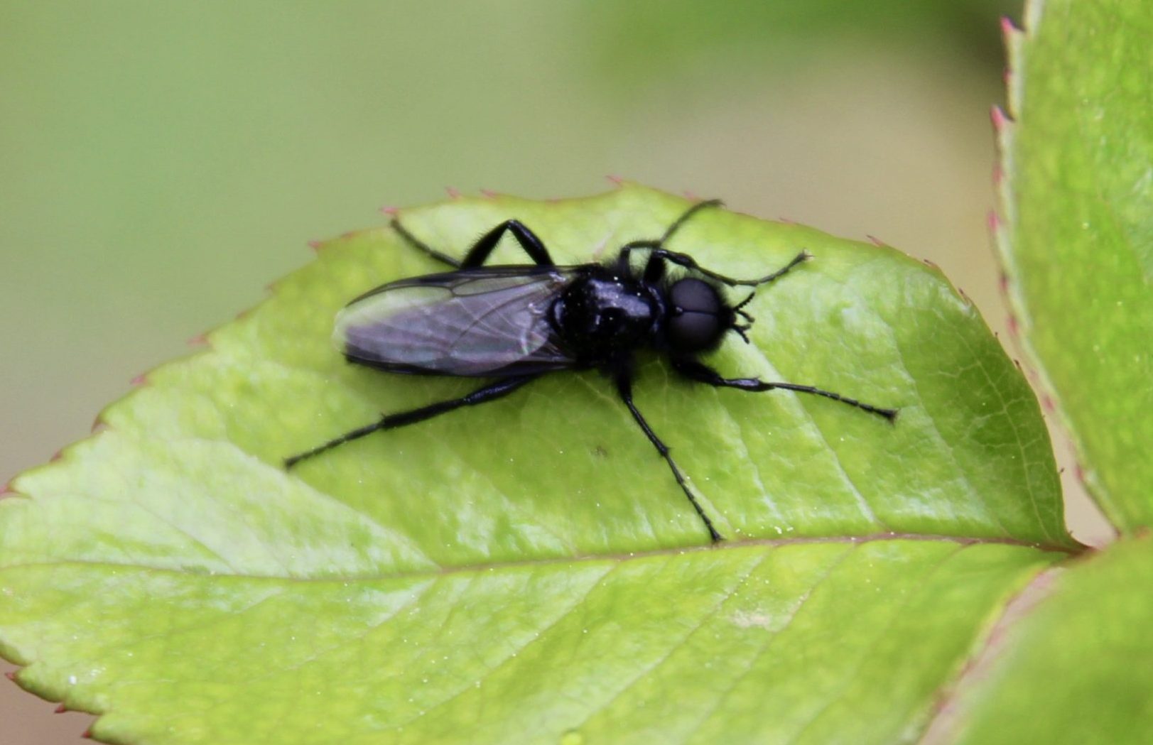 La Mouche de SaintMarc Un jardin dans le Marais poitevinUn jardin dans le Marais poitevin