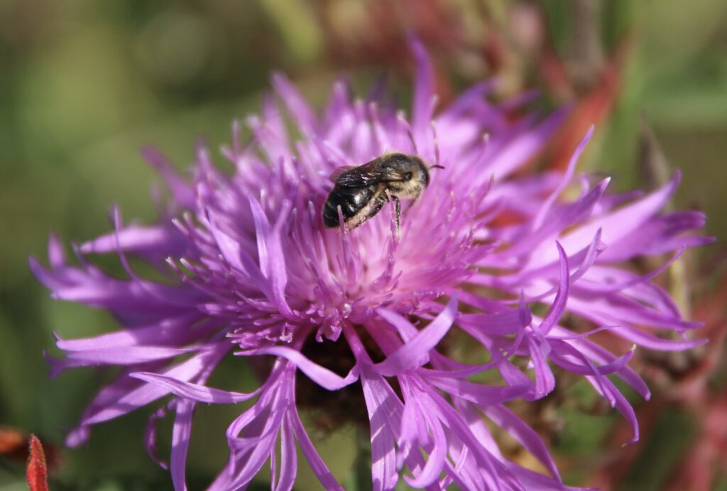 Centaurée jacée et abeille sauvage.