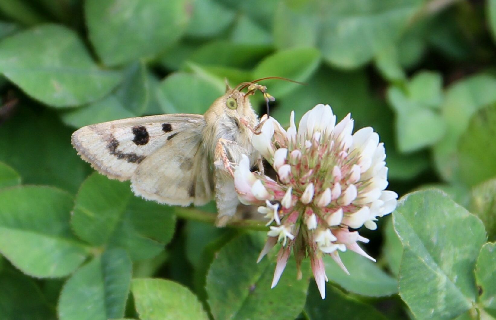 Noctuelle de la Cardère