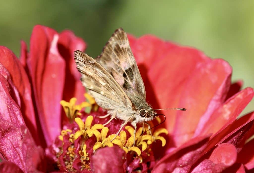 Hespérie de l'alcée sur fleurons de zinnia.