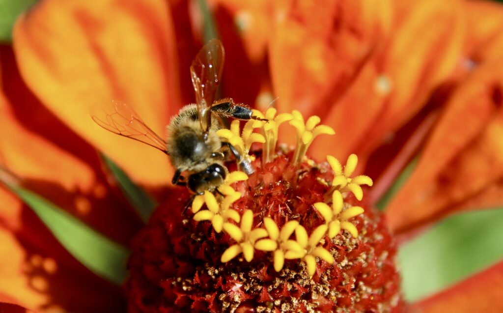 Zinnias rescapés et abeille domestique.