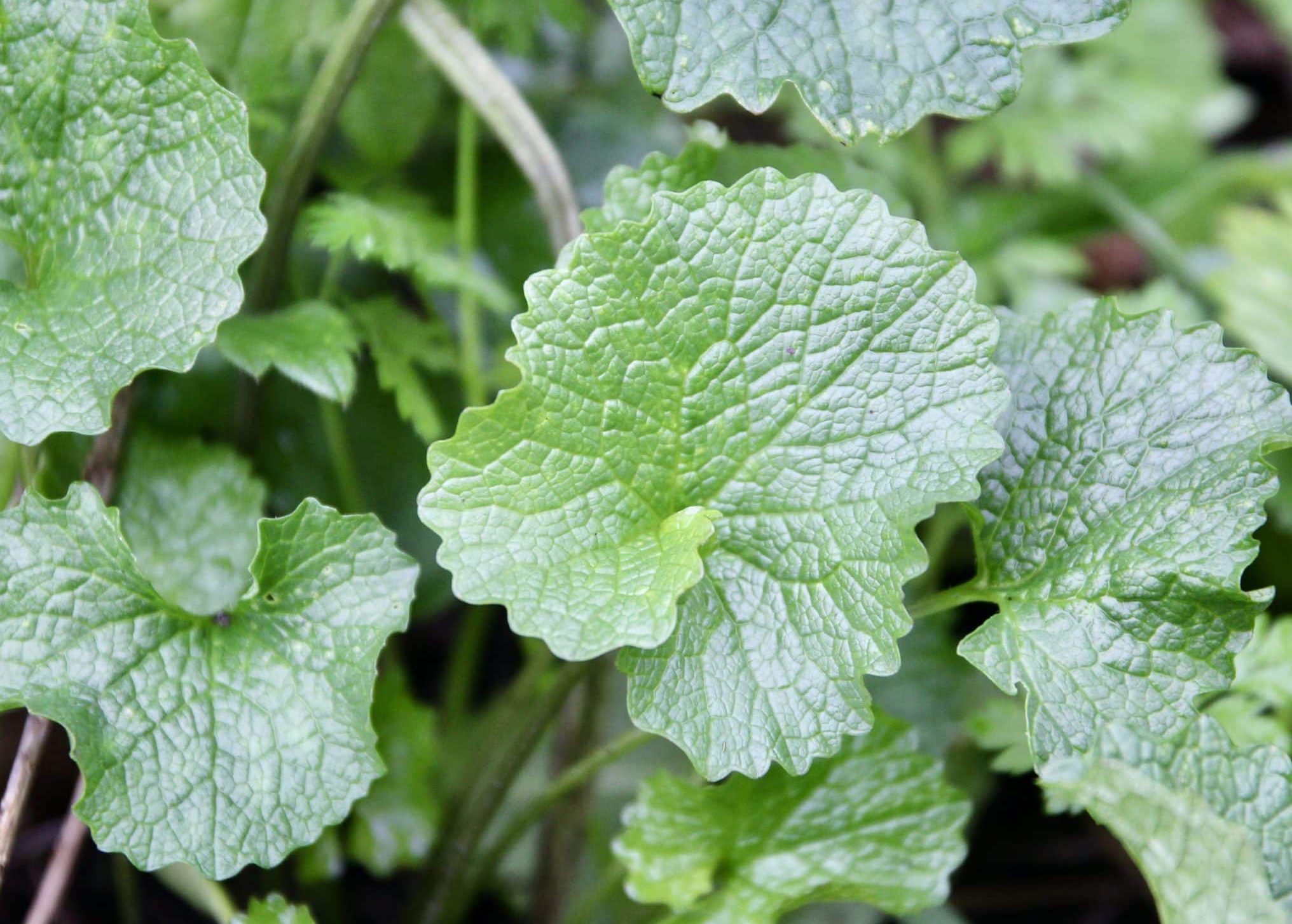L'Herbe à l'ail dans la salade ! - Un jardin dans le Marais poitevinUn ...