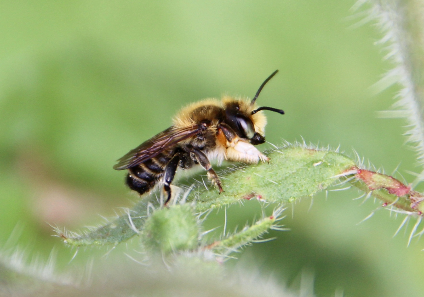 Abeilles sauvages du jardin - Un jardin dans le Marais poitevinUn