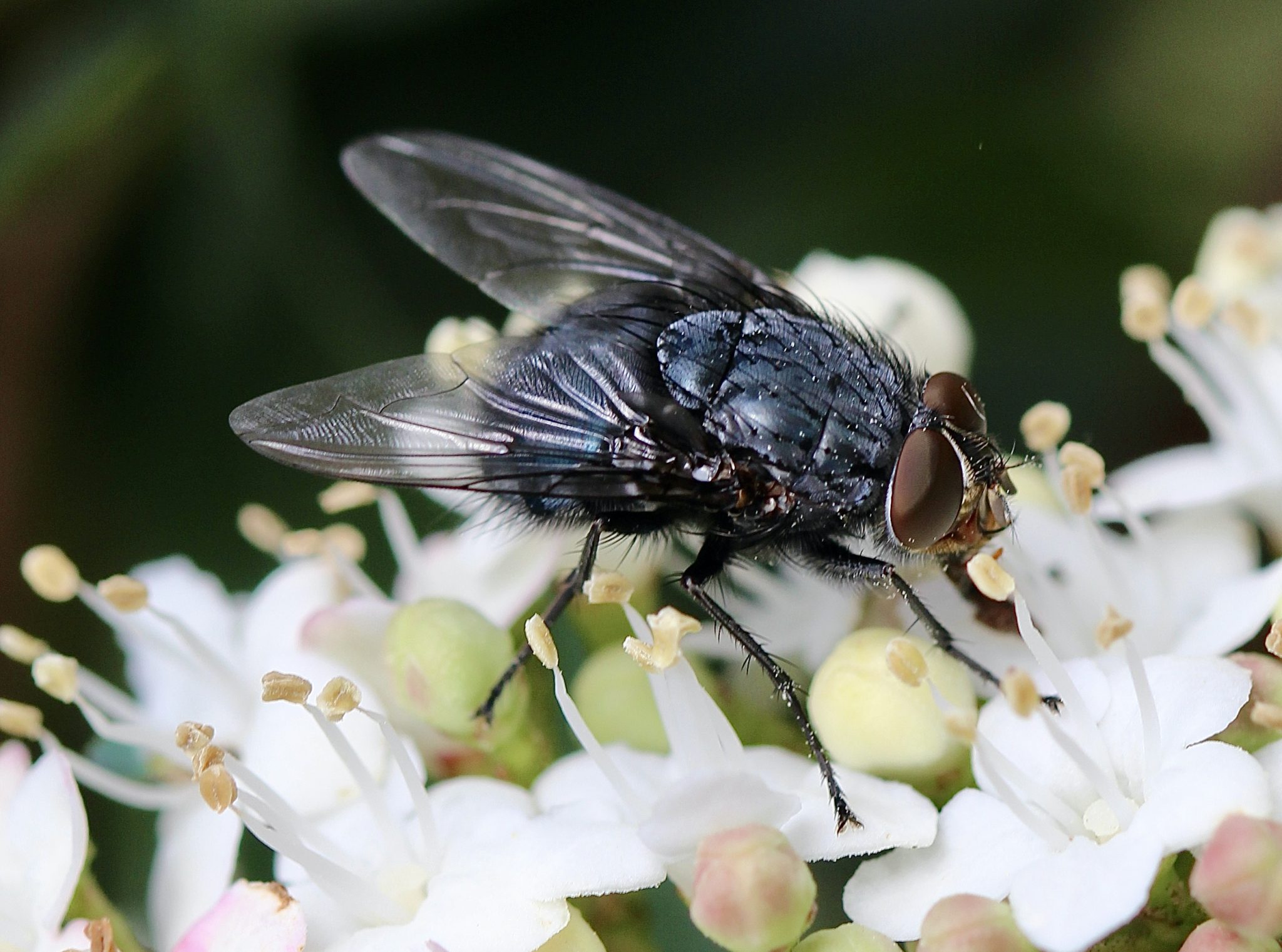 La Mouche bleue Un jardin dans le Marais poitevinUn jardin dans le — free download