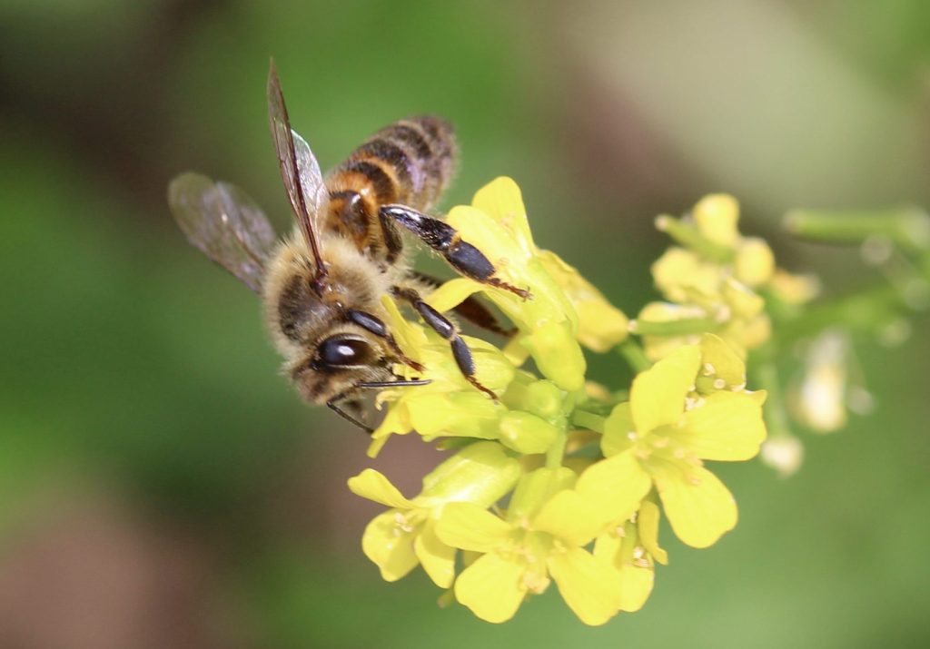 Barbarée commune et abeille domestique.