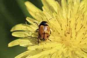 Cryptocéphale à corselet rugueux sur crépide.