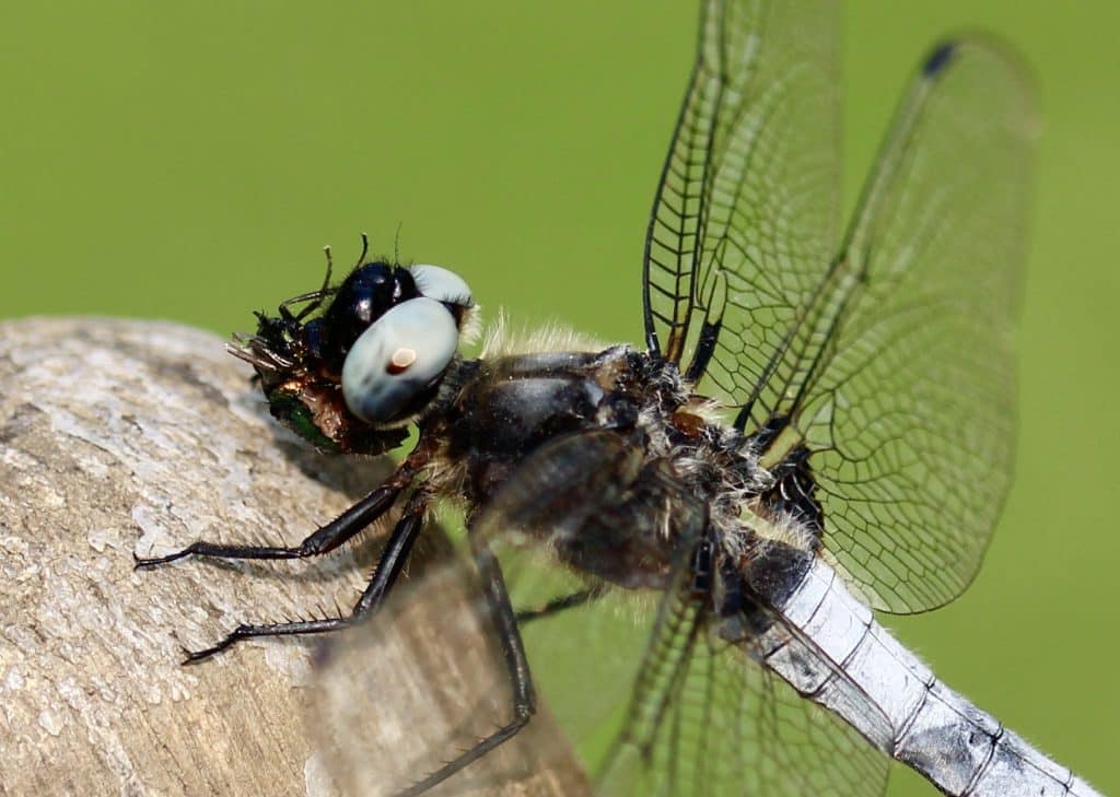 Libellule fauve, mâle, dévorant une mouche verte.