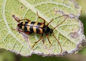 Lepture couleur d'or, femelle, sur feuille desséchée de Sauge argentée.