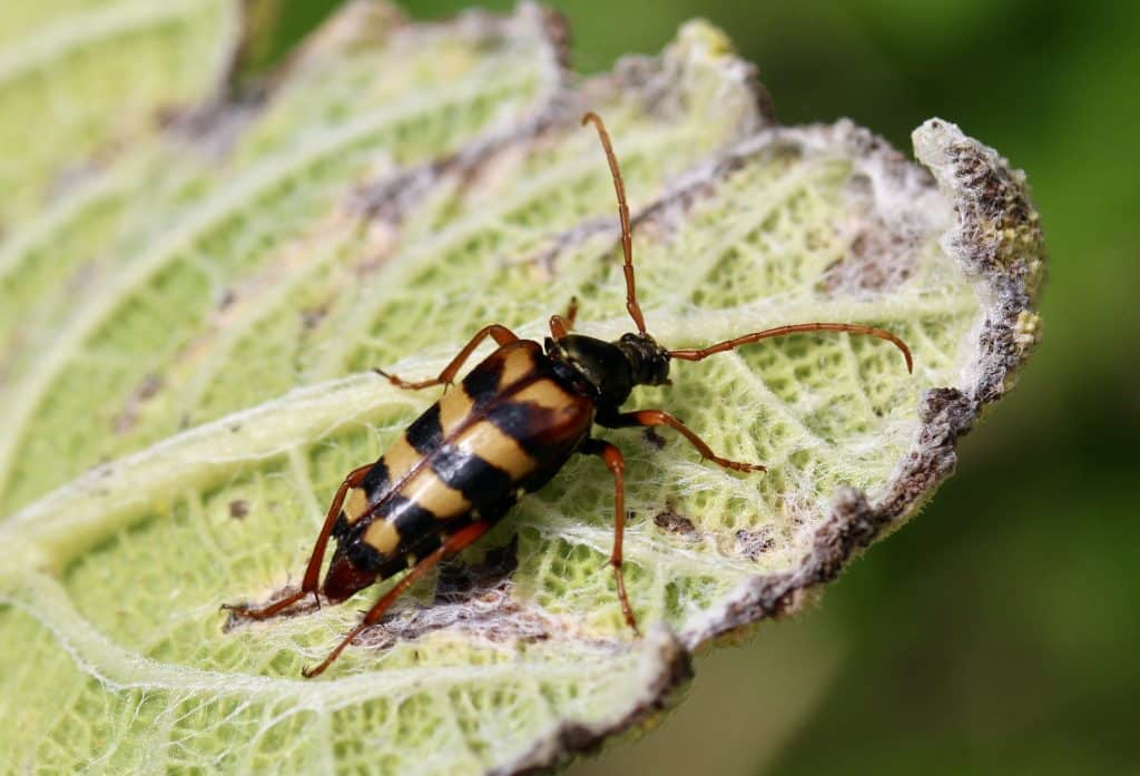 Lepture couleur d'or, femelle, sur feuille desséchée de Sauge argentée.