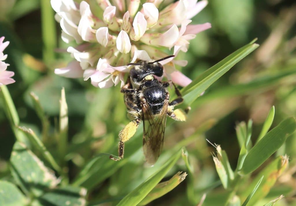 Andrène de Wilke, femelle, sur trèfle blanc.