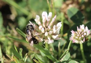 Andrène de Wilke, femelle, sur trèfle blanc.