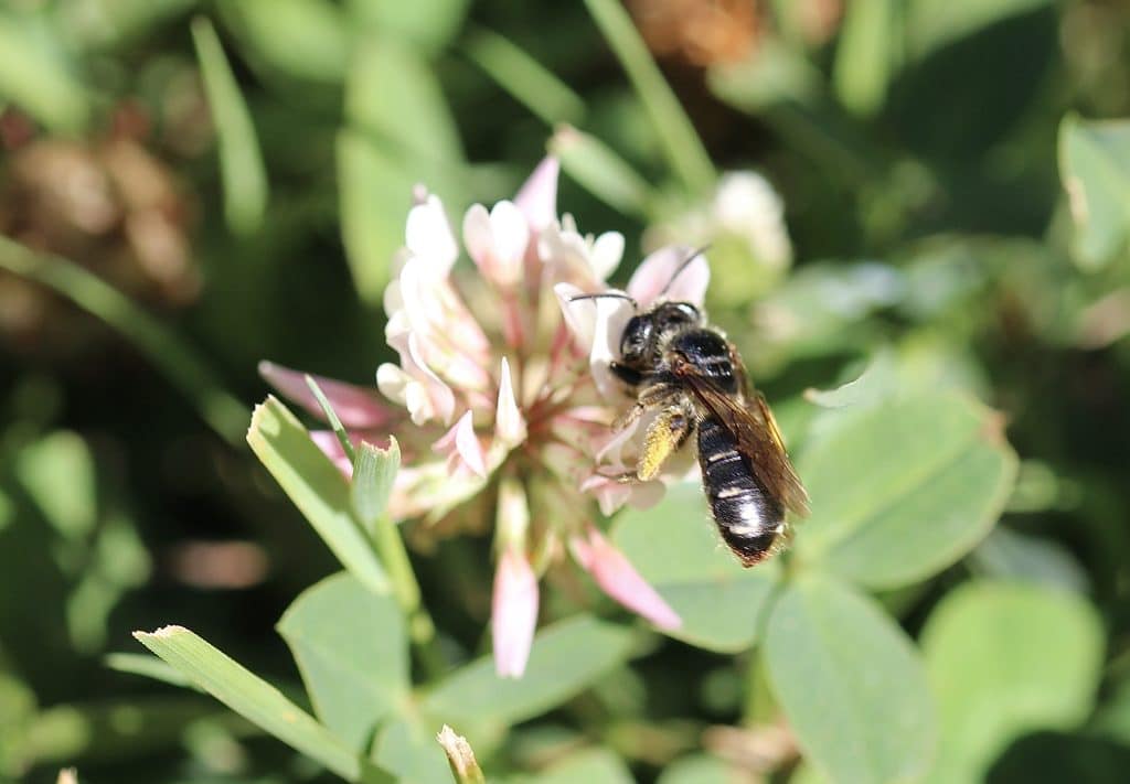Andrène de Wilke, femelle, sur trèfle blanc.