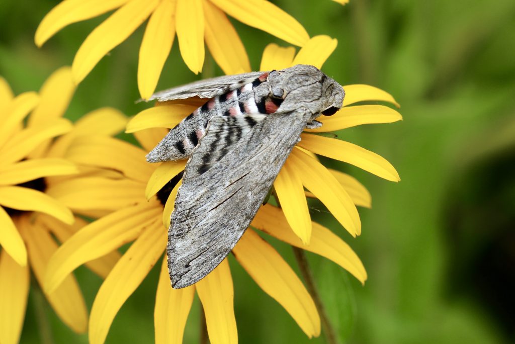 Sphinx du liseron sur rudbeckias.