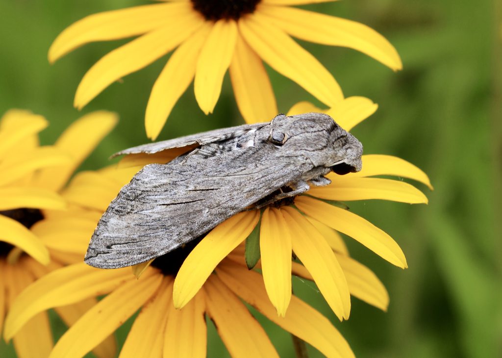 Sphinx du liseron sur rudbeckias.