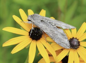 Sphinx du liseron sur rudbeckias.