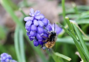 Monsieur Osmie cornue et les muscaris