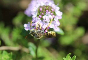 Nomades du jardin : Nomada sp. sur Sarriette en fleurs.