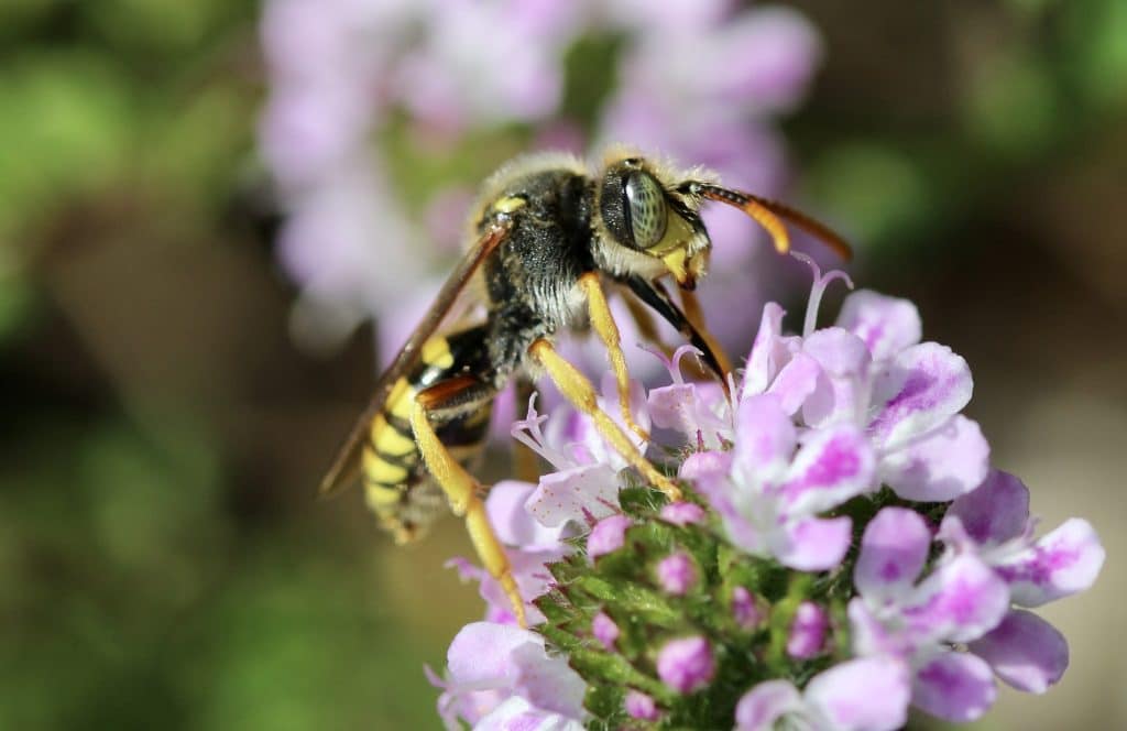 Nomades du jardin : Nomada sp. sur Sarriette en fleurs.