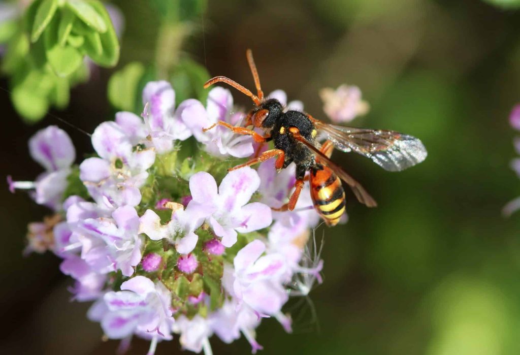 Nomades du jardin : Nomada sp. sur Sarriette en fleurs.