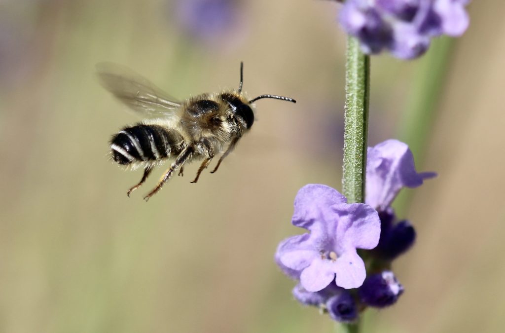 Mégachuile de la gesse, mâle, à l'approche de la lavande officinale.