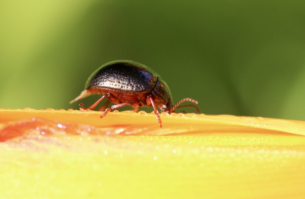 Chrysolmèle de Banks sur hémérocalle.