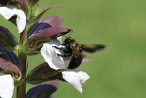 Acanthe et abeille charpentière