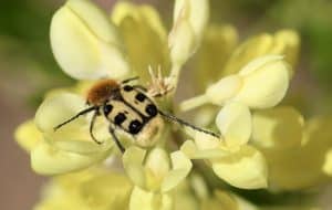 Trichie du rosier sur lupin arbustif.
