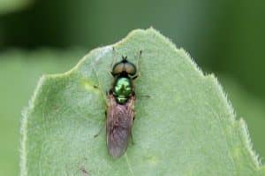 Chloromyie agréable, mâle