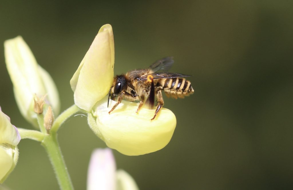 Mégachile de la gesse, femelle, sur lupin arbustif.