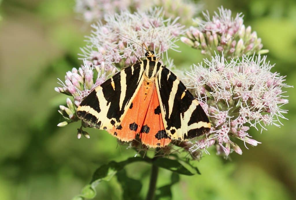 Écaille chinée sur eupatoire chanvrine.