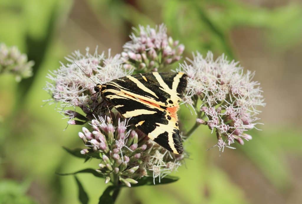 Écaille chinée sur eupatoire chanvrine.