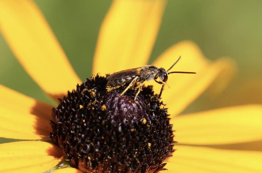 Lasioglosse commun, mâle, sur rudbeckia.