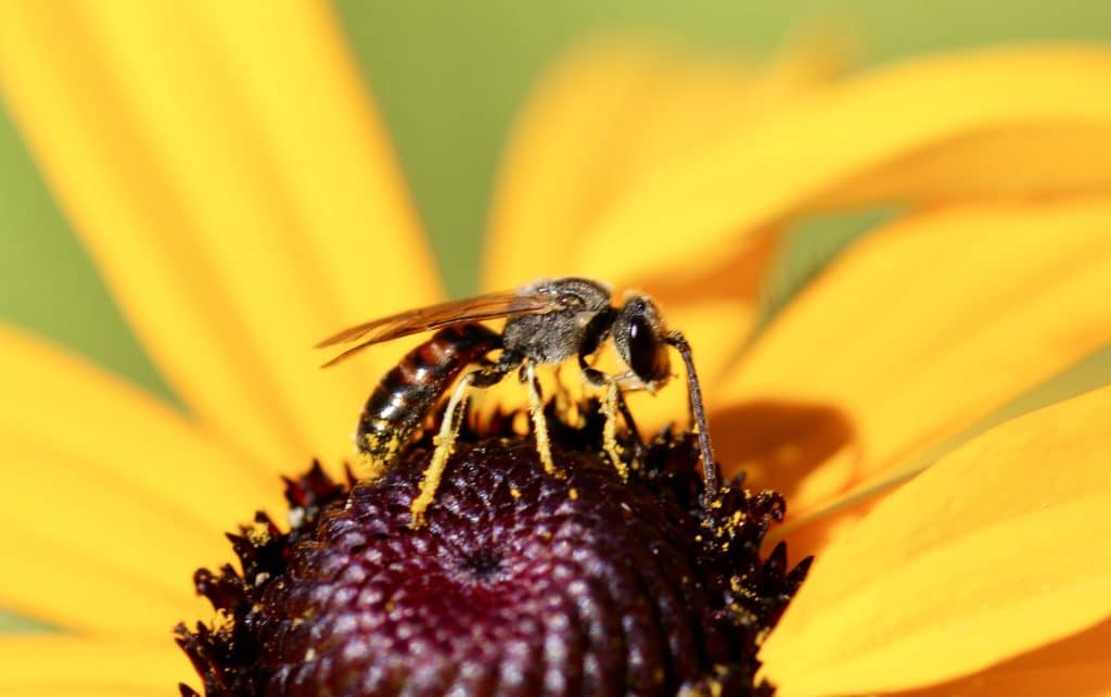 Lasioglosse commun, mâle, sur rudbeckia.