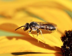 Lasioglosse commun, mâle, sur rudbeckia.