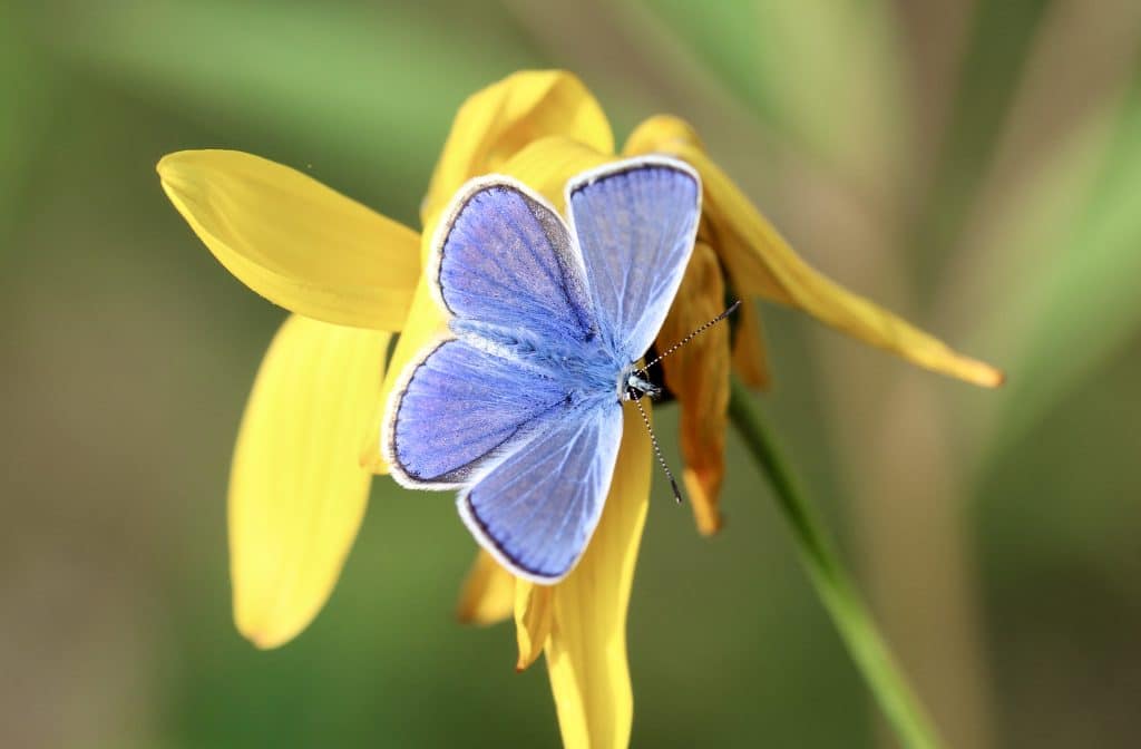 Petits bleus : l'Azuré commun.