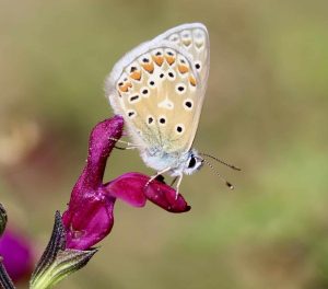 Petits bleus : Azuré commun.