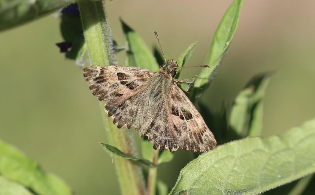 Hespérie de l'alcée, alias la Grisette.