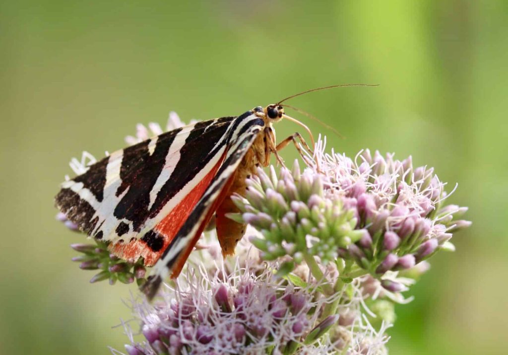 Écaille chinée sur Eupatoire chanvre.