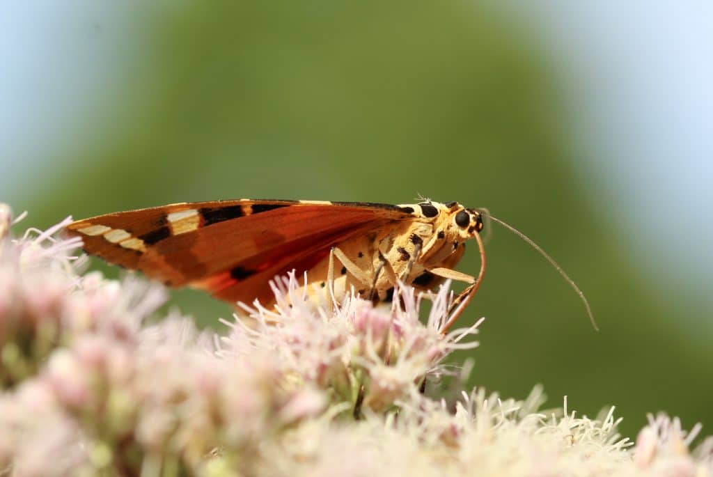 Écaille chinée sur eupatoire chanvrine