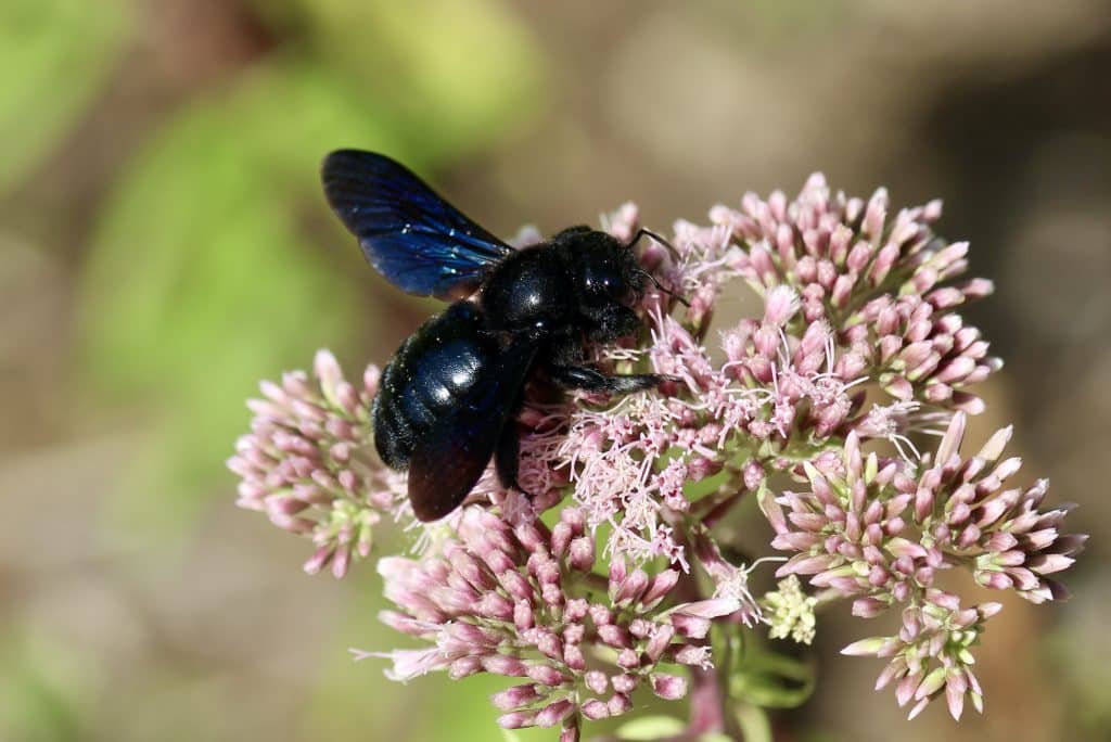 Xylocope violet sur eupatoire chanvrine.