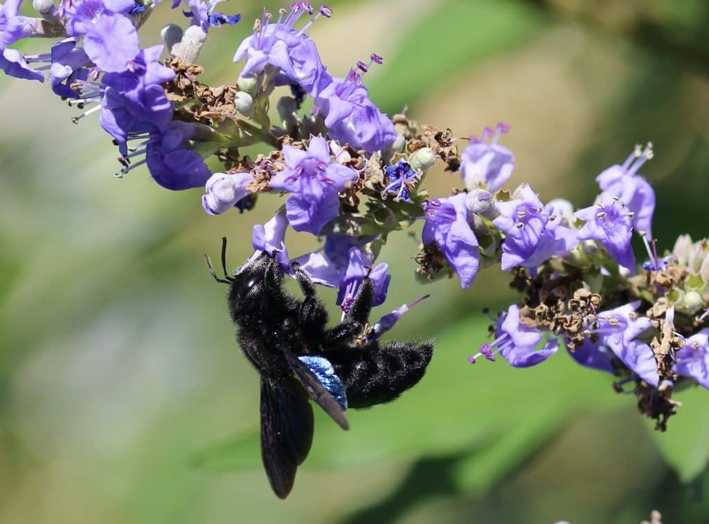 Xylocope violet sur gattilier.