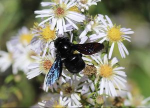 Xylocope violet sur asters.