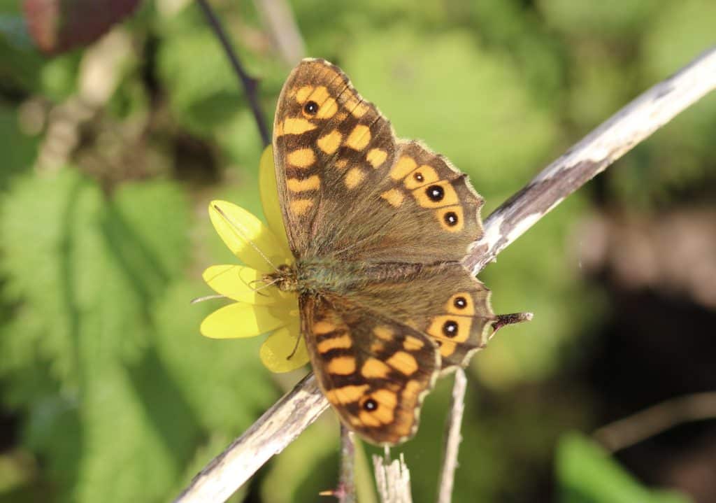 Papillons en hiver : Tircis sur ficaire fausse-renoncule.