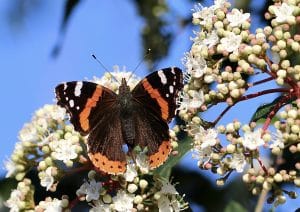 Papillons en hiver : Vulcain sur laurier tin.