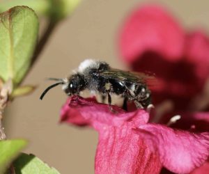 La Mélecte deuil sur weigelia.
