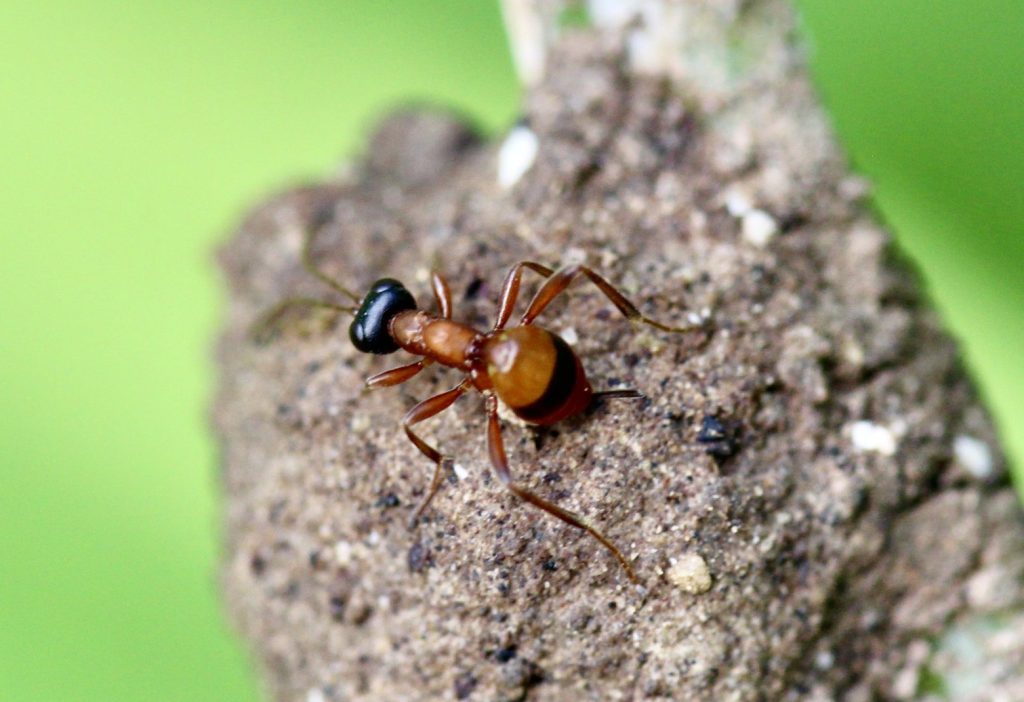 Gélis à tête noire, femelle, sur nid d'araignée.