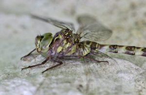 Aeschne paisible, femelle.