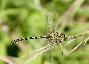 Le Gomphe à pinces.
