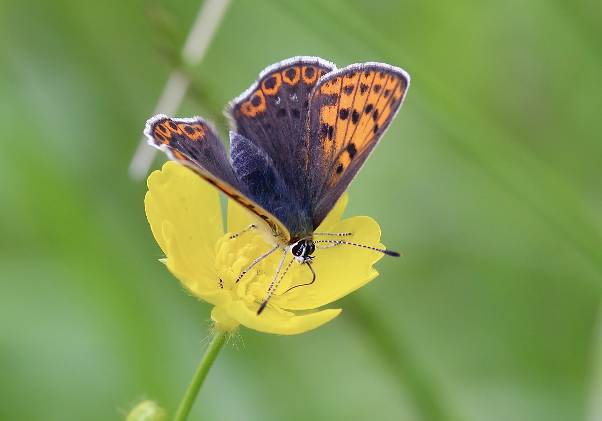 Le Bouton d'or et Madame Azuré fuligineux.