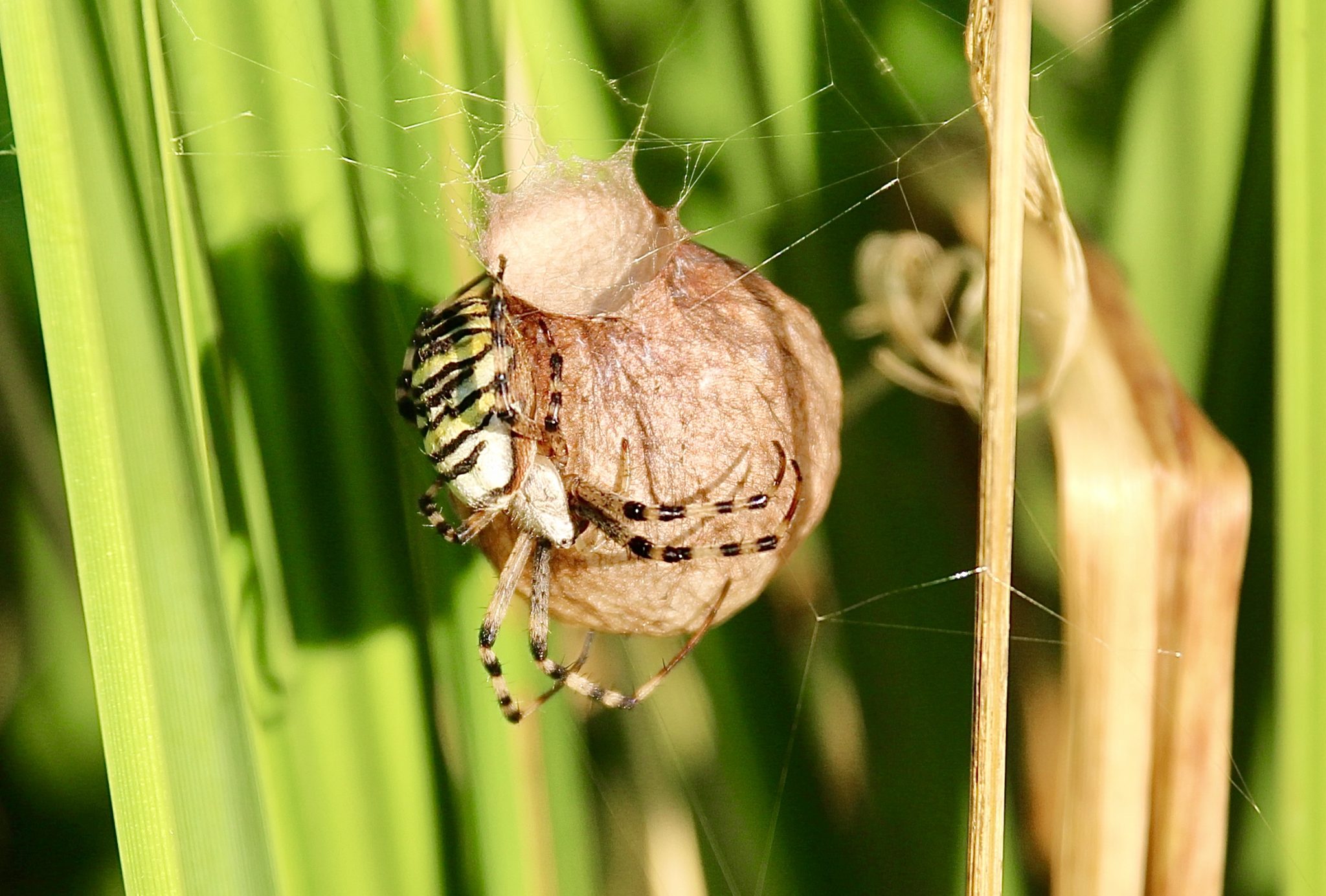 Araignées du jardin